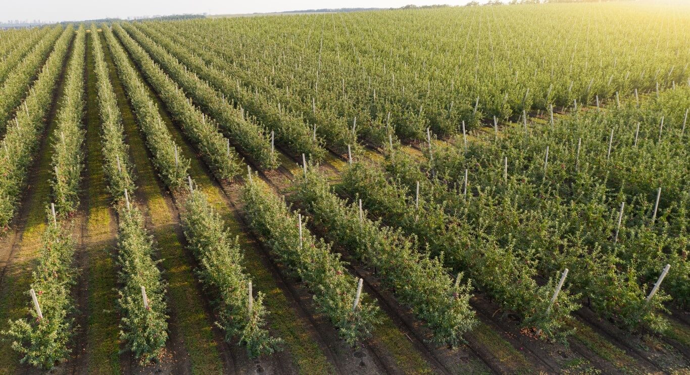 Qualterra - Aerial view of apple orchard
