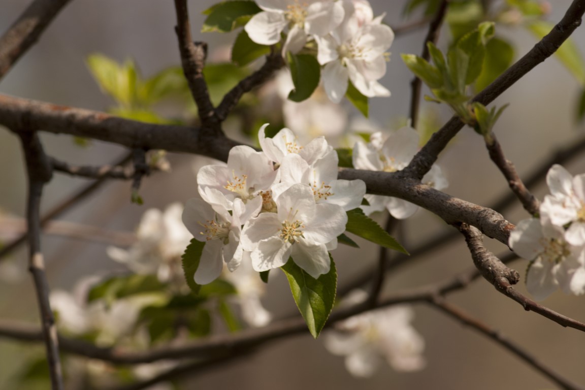 Qualterra Pear blossom